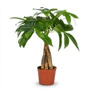 Pachira Aquatica - Geldboom - Pot 12cm - Hoogte 40 - 50cm