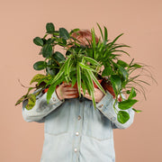 Groene Kneusjesbox (12 stuks)