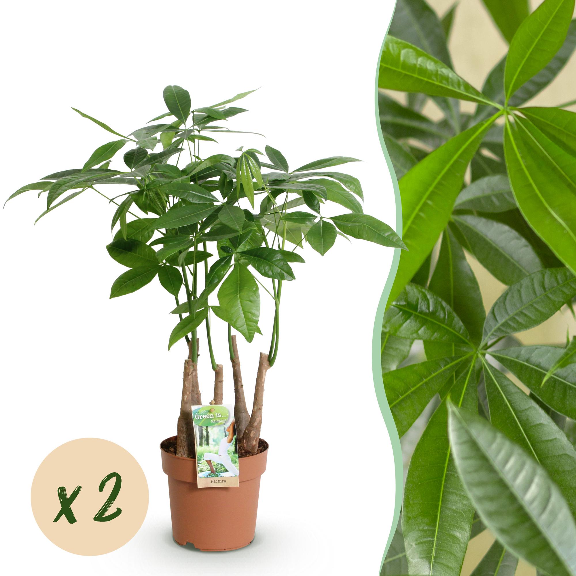 Pachira Aquatica multi stam - Geldboom - Pot 17cm - Hoogte 50-55cm 2x