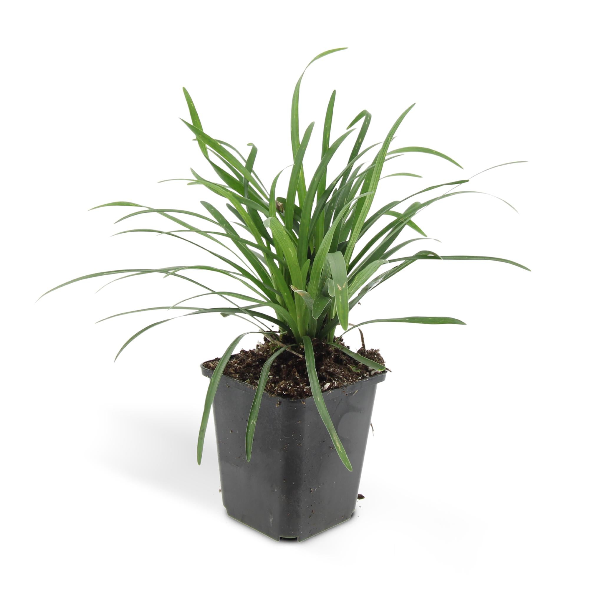48x Liriope muscari 'Big Blue' - ↕10-25cm - Ø9cm