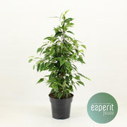Ficus Benjamina Anastasia - Ø17cm - ↕60cm