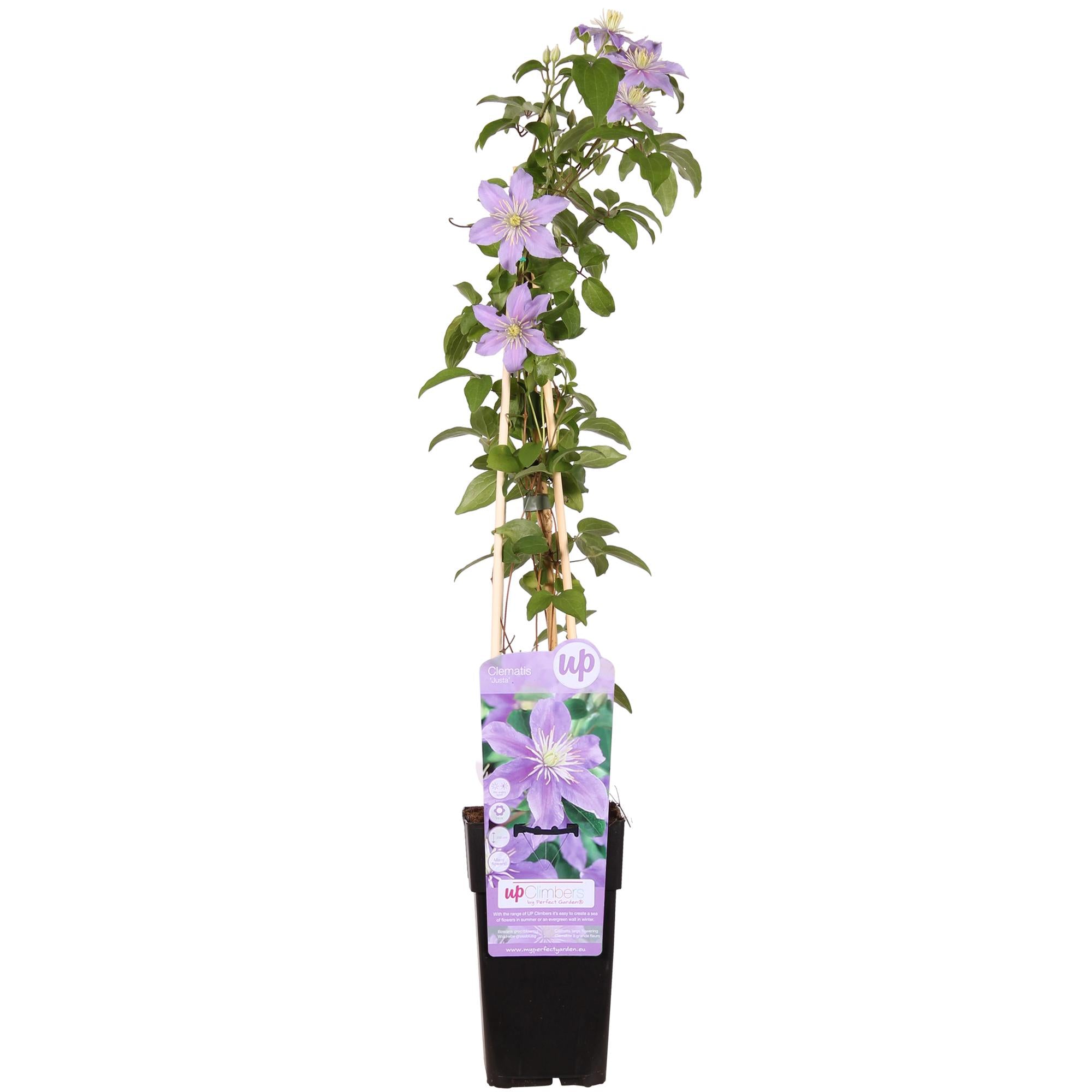 Clematis Justa - Ø15cm - ↕65cm