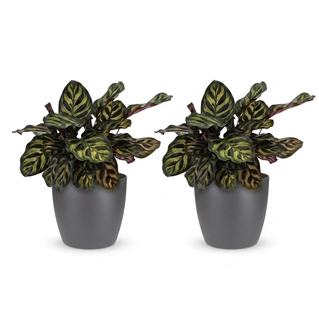 Calathea Makoyana - Pauwenplant - 2x - met Potter Grijs - Pot 12cm - Hoogte 25cm