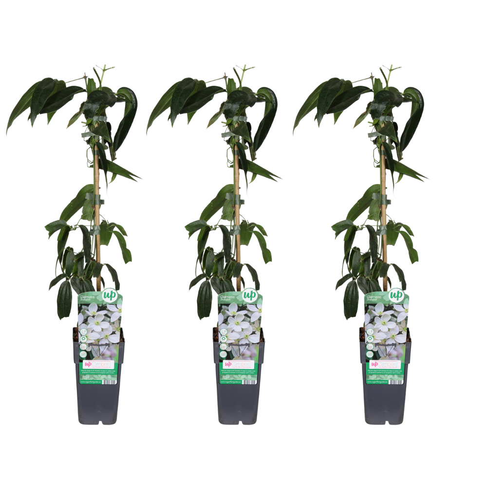 Clematis armandii - 3 pezzi - Ø15cm - ↕65cm