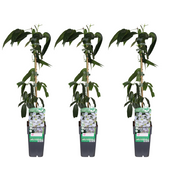 Clematis armandii - 3 pezzi - Ø15cm - ↕65cm