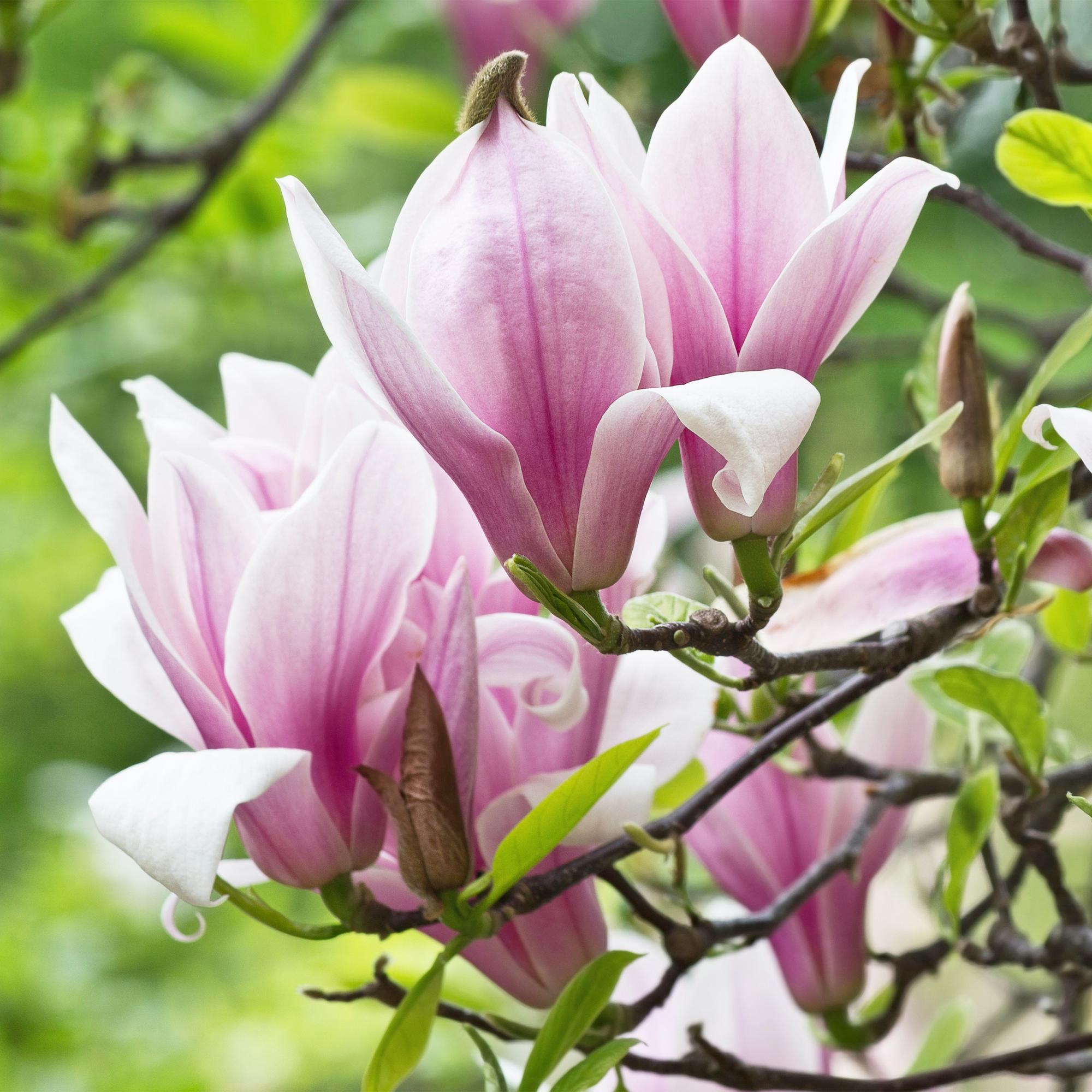 Magnolia George Henry Kern - Bloem Roze - 1 Plant - Bladverliezend - Weinig Onderhoud - Pot 12cm Hoogte 30cm
