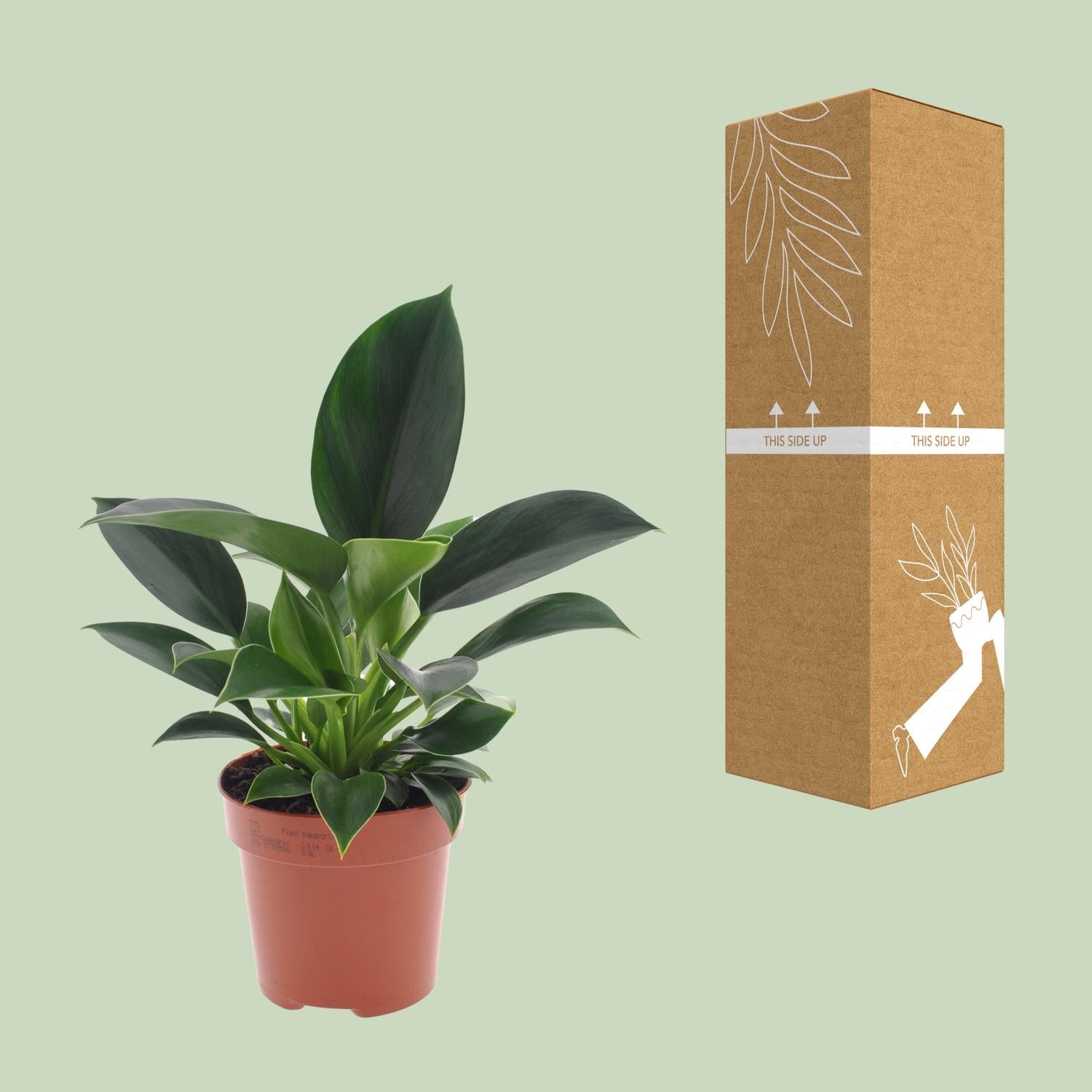 Philodendron Green Princess – Ø 12 cm – ↕ 25 cm