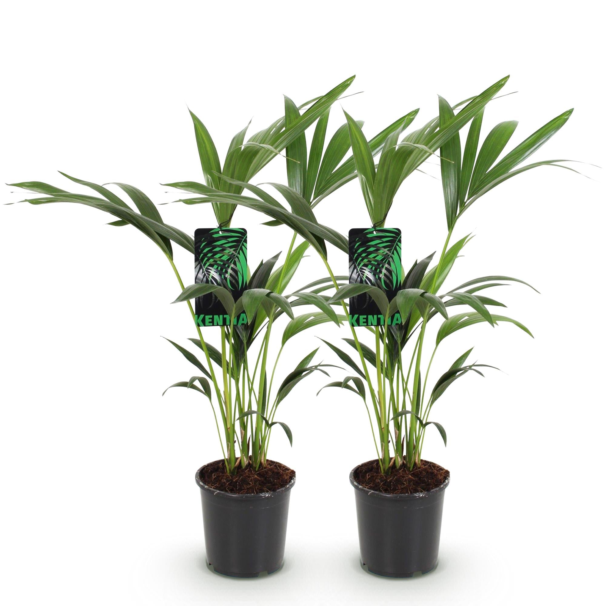 Howea Forsteriana - Kentia Palm - Weinig Onderhoud - Groen - 2 planten - Pot 17cm - Hoogte 70-75cm