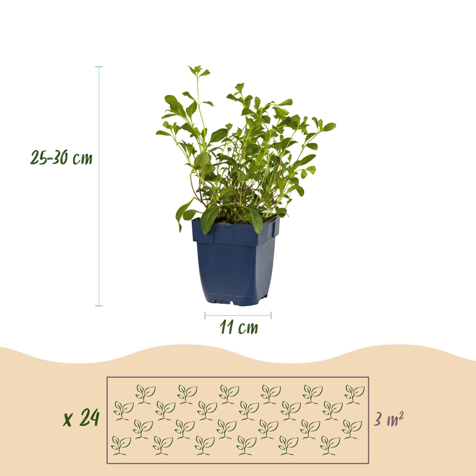 Borderpakket - Bodembedekkend - 24 Vaste planten - 3 m2 - Diversen kleuren - Weinig Onderhoud - Pot 11cm