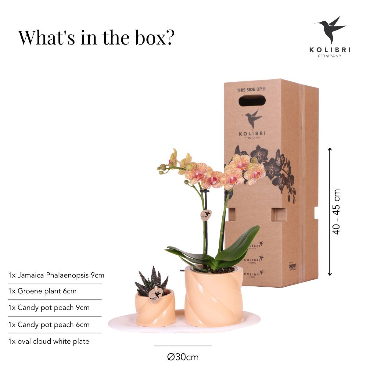 Kolibri Orchids | Gift set Optimism small peach | Green plant with orange Phalaenopsis orchid in candy decorative pots on white organic tray