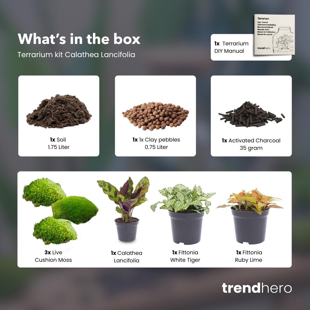 Plant terrarium kit - Calathea Lancifolia - Refill & Starter Kit - DIY