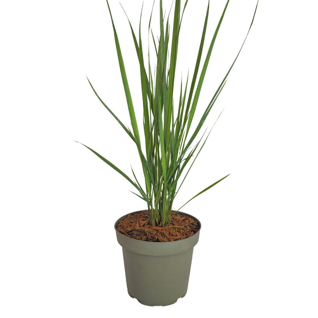 6x Panicum virgatum ‘Northwind’ – Sterk opgaand siergras met strakke groeivorm | Potmaat 12 cm