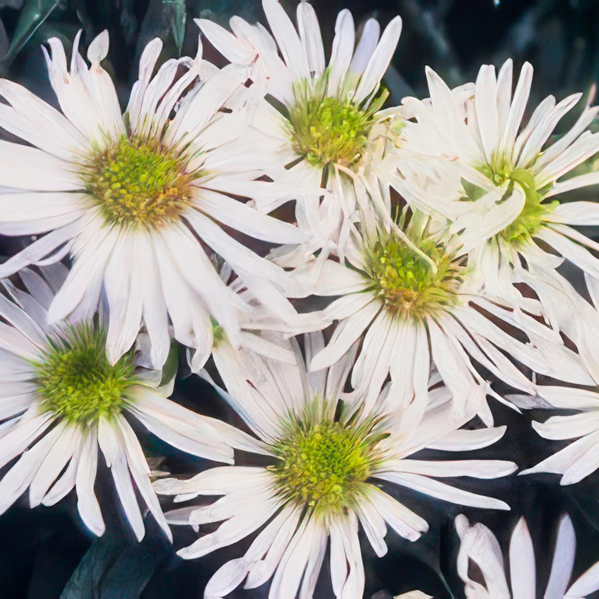 6x Aster ageratides 'Ashvi' - ↕10-25cm - Ø9cm