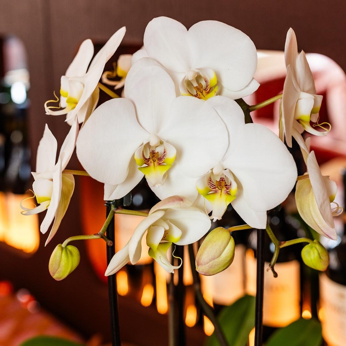 Kolibri Orchids | Witte Mono Bouquet Niagara Fall White in Oyster Dish