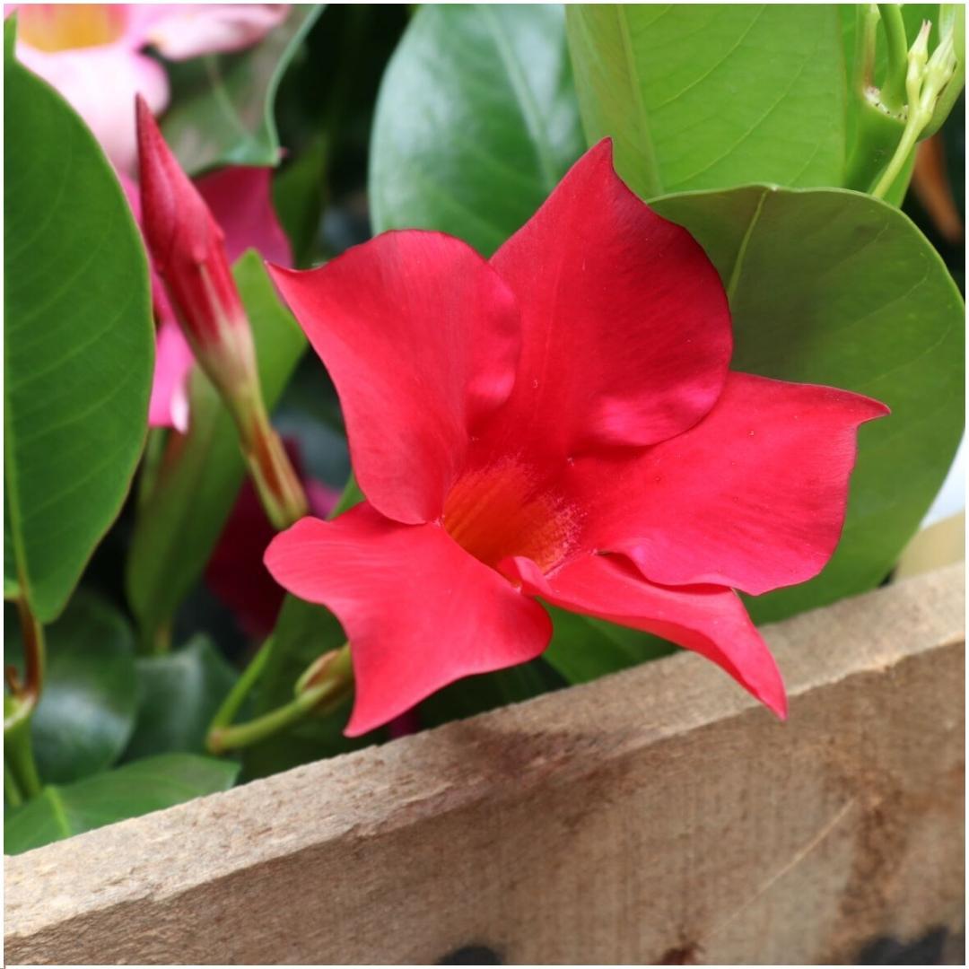 6 x Dipladenia Rossa - Mandevilla Rossa Ø12 cm - ↕25 cm