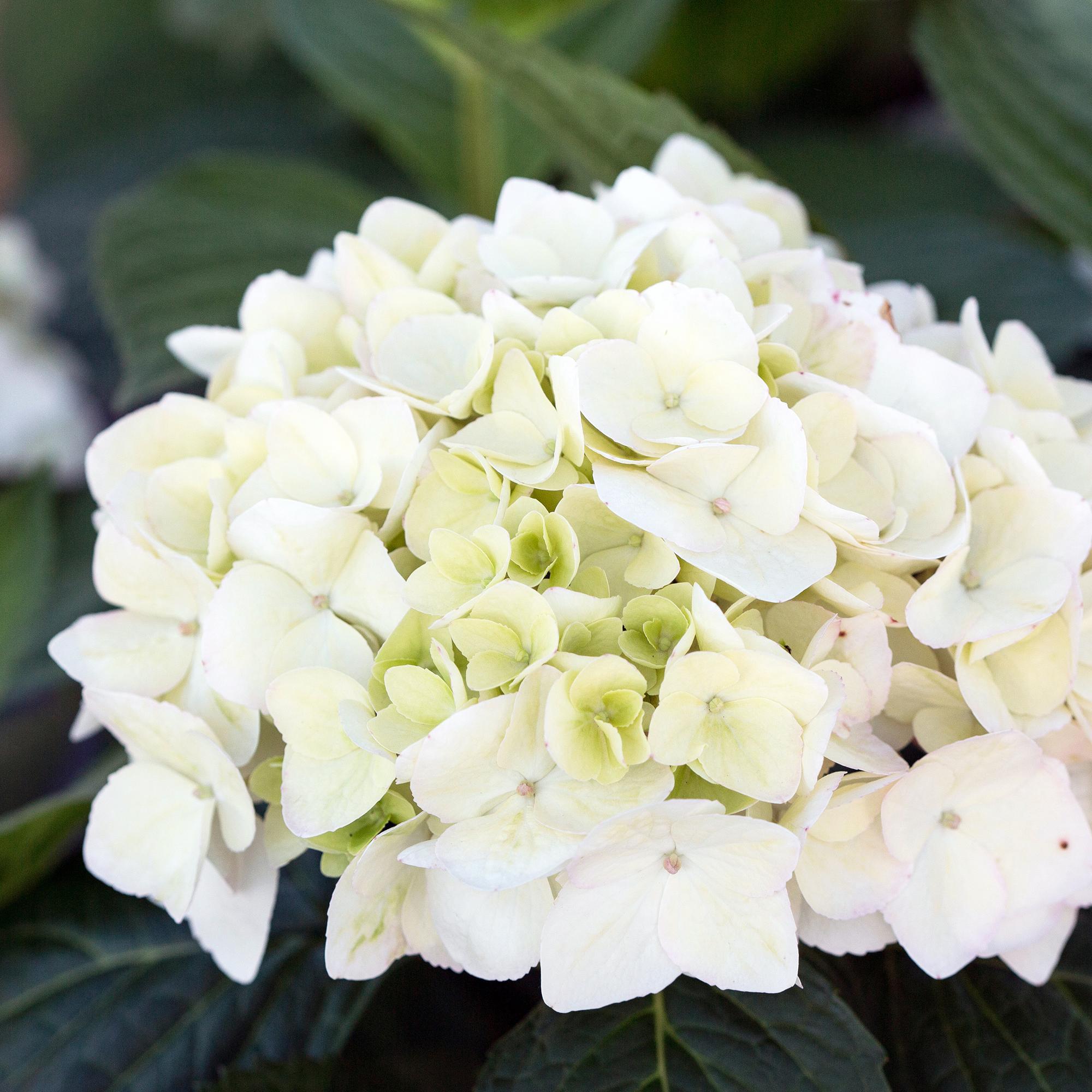 Hydrangea Endles Summer The Bride - Hortensia - Winterhard - Wit - 4 Planten - Pot 14cm - Hoogte 20-25cm