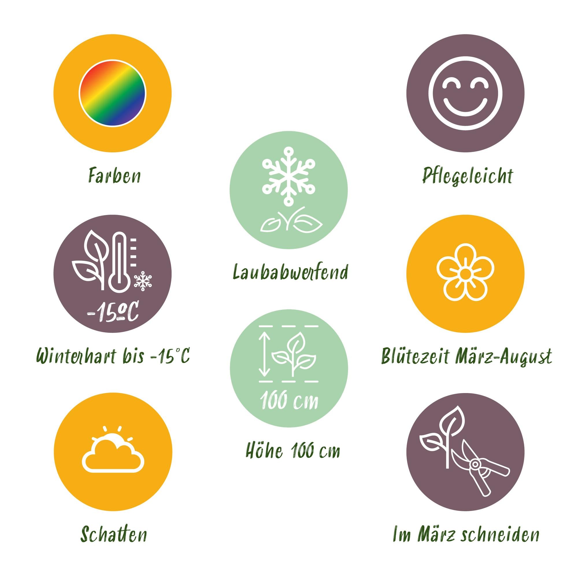 Green boutiQ – Beet-Set – Schatten – 8 Stauden – 1 m² – Verschiedene Farben – Pflegeleicht – 11-cm-Topf
