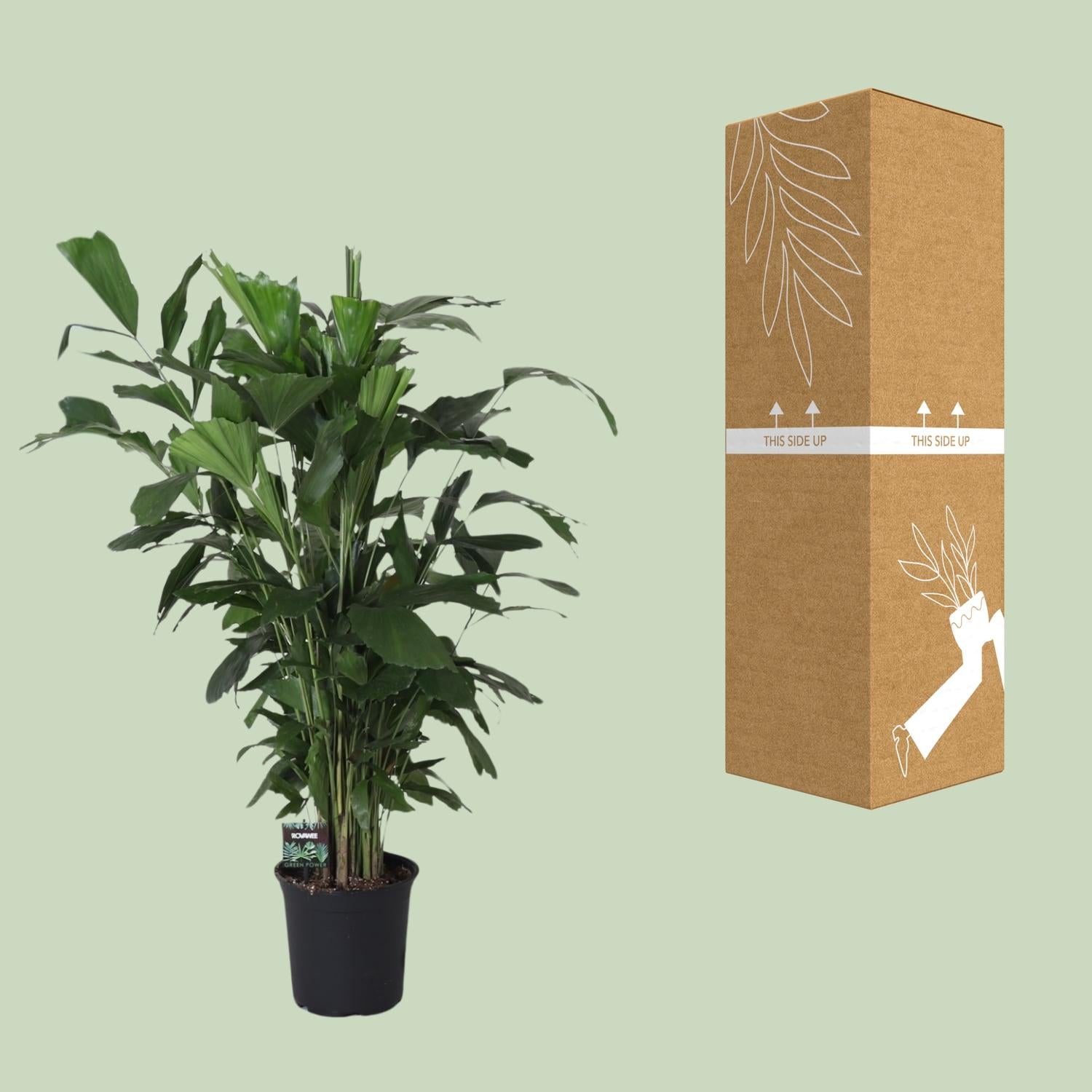 Caryota Mitis – Ø24cm – ↕120cm