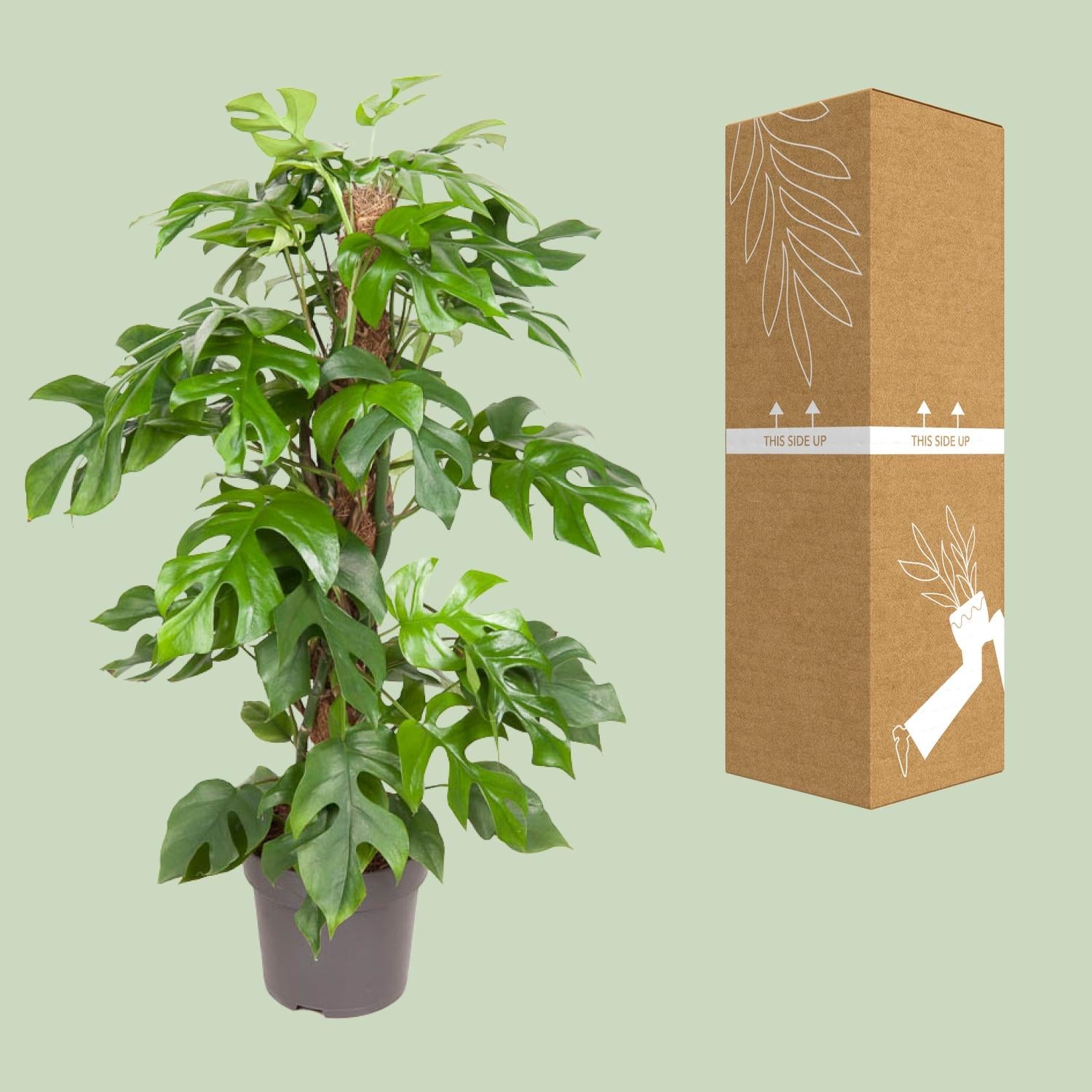 Monstera Minima – Ø19cm – ↕80cm