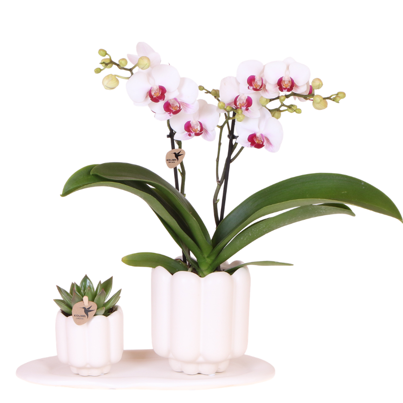 Kolibri Orchids | Giftset Retro White | Witte Gibraltar orchidee Ø9cm + groene plant Ø6cm – incl. sierpotten & wit dienblad – vers van de kweker