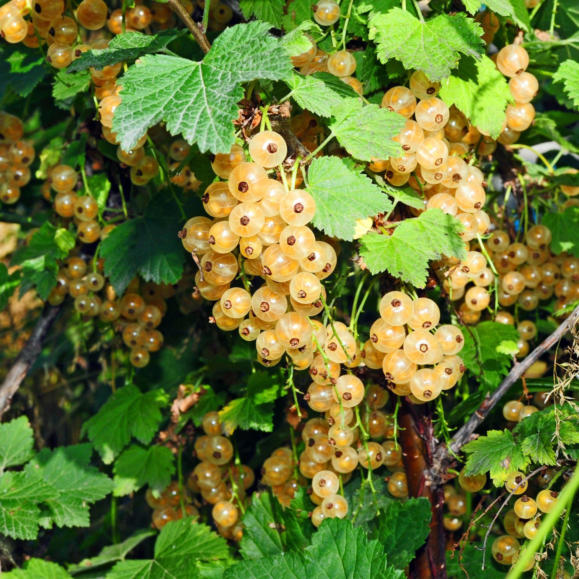 Ribes rubrum Witte Parel - Bessenplant - Winterhard - Witte Bes - 2 Planten - Pot 15cm - Hoogte 50cm