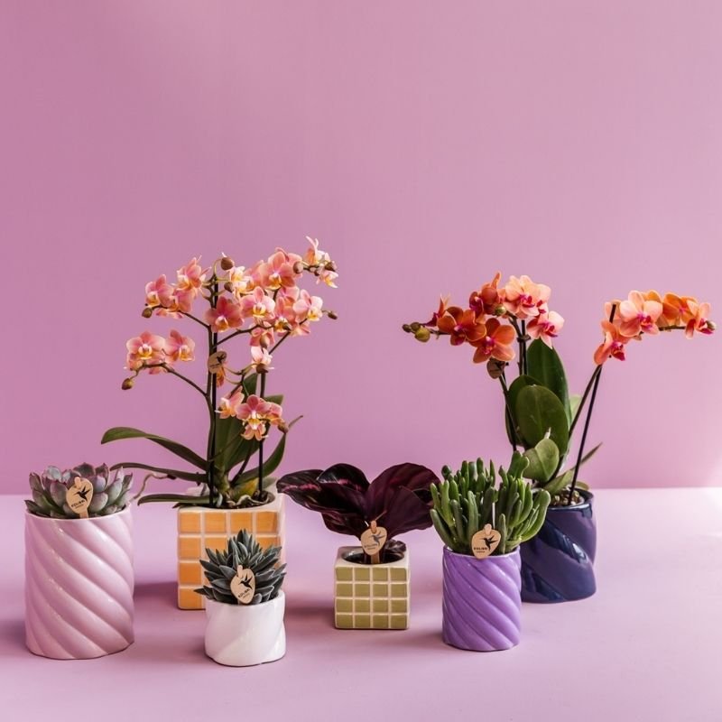 Kolibri Greens | Calathea Dottie - Ø6cm