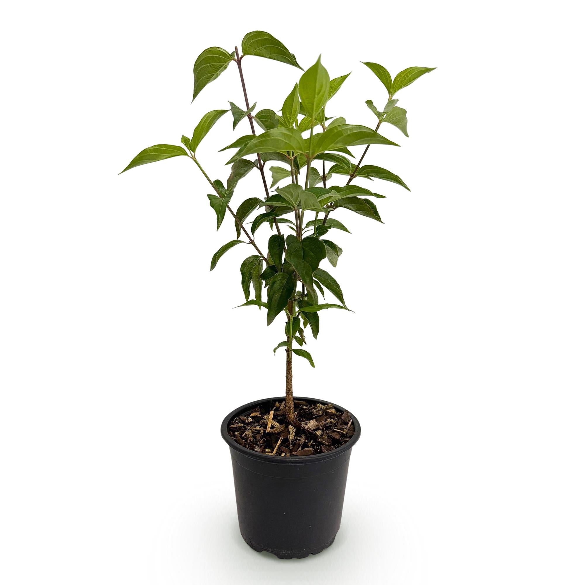 Cornus kousa chinensis - Bloem Wit - 1 Plant - Bladverliezend - Weinig Onderhoud - Pot 12cm Hoogte 35cm