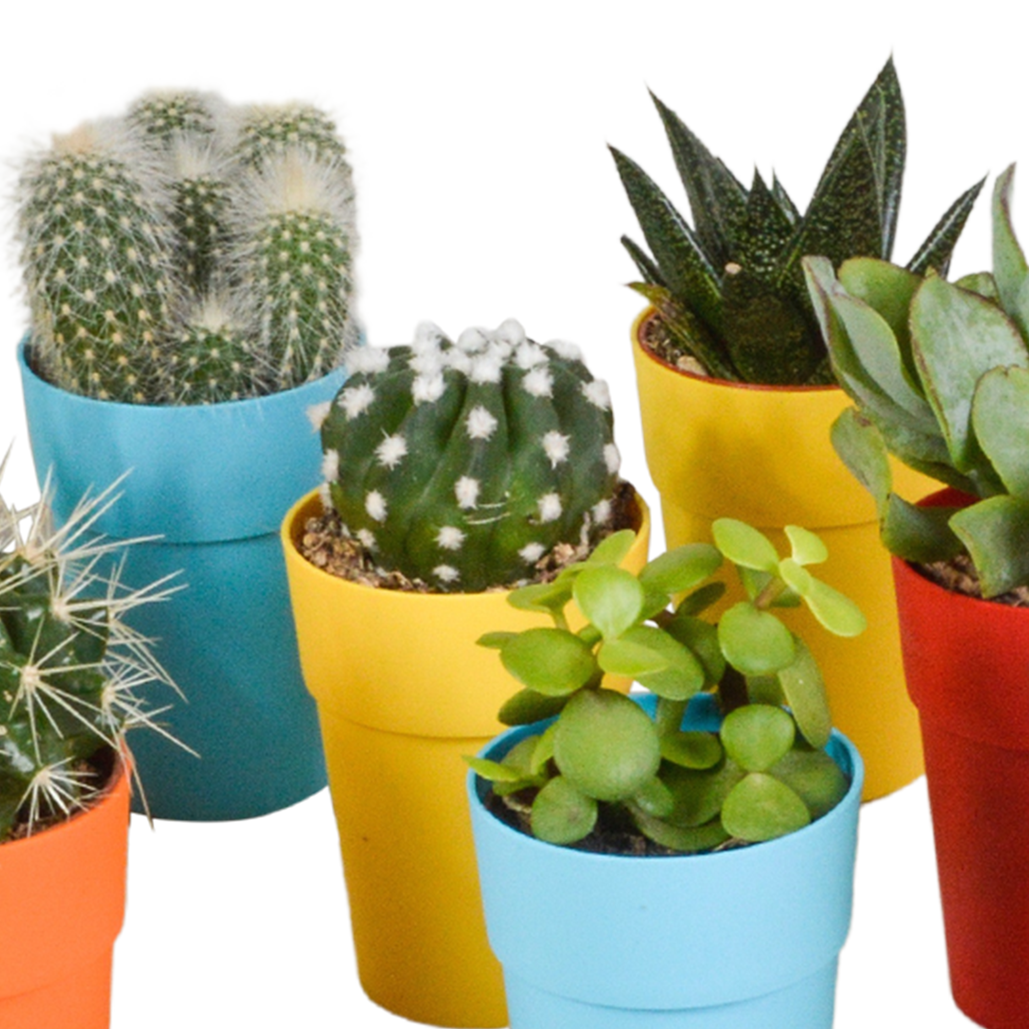 Cactus and succulent mix 5.5 cm | 15 pieces - in a colored plastic pot