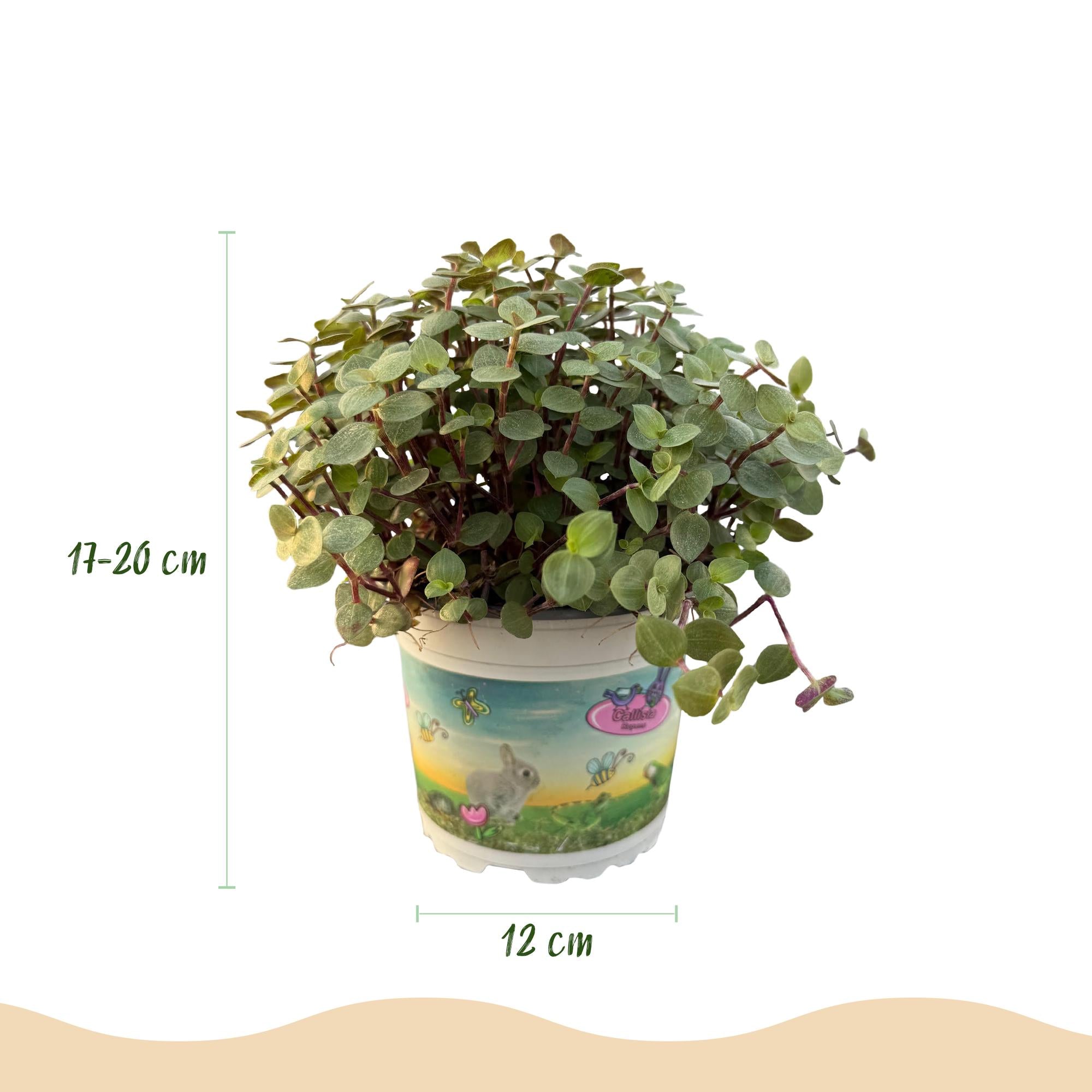 Calissia repens - Kattengras - Huisdiervriendelijk - Groen - 1 Plant - met Potter Grijs - Pot 12cm - Hoogte 17-20cm