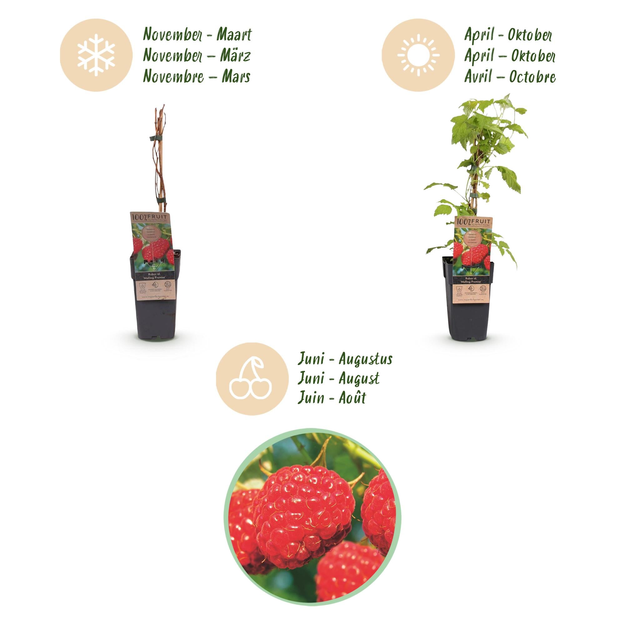 Rubus idaeus Malling Promise - Frambozenplant - Winterhard - Rode Framboos - 2 Planten - Pot 15cm - Hoogte 50cm