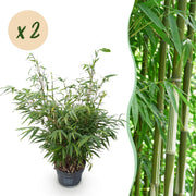 Fargesia robusta Pingwu - Niet Woekerende Bamboe - Bladhoudend - Groen - 2 Planten - Pot 23 cm - Hoogte 80 cm