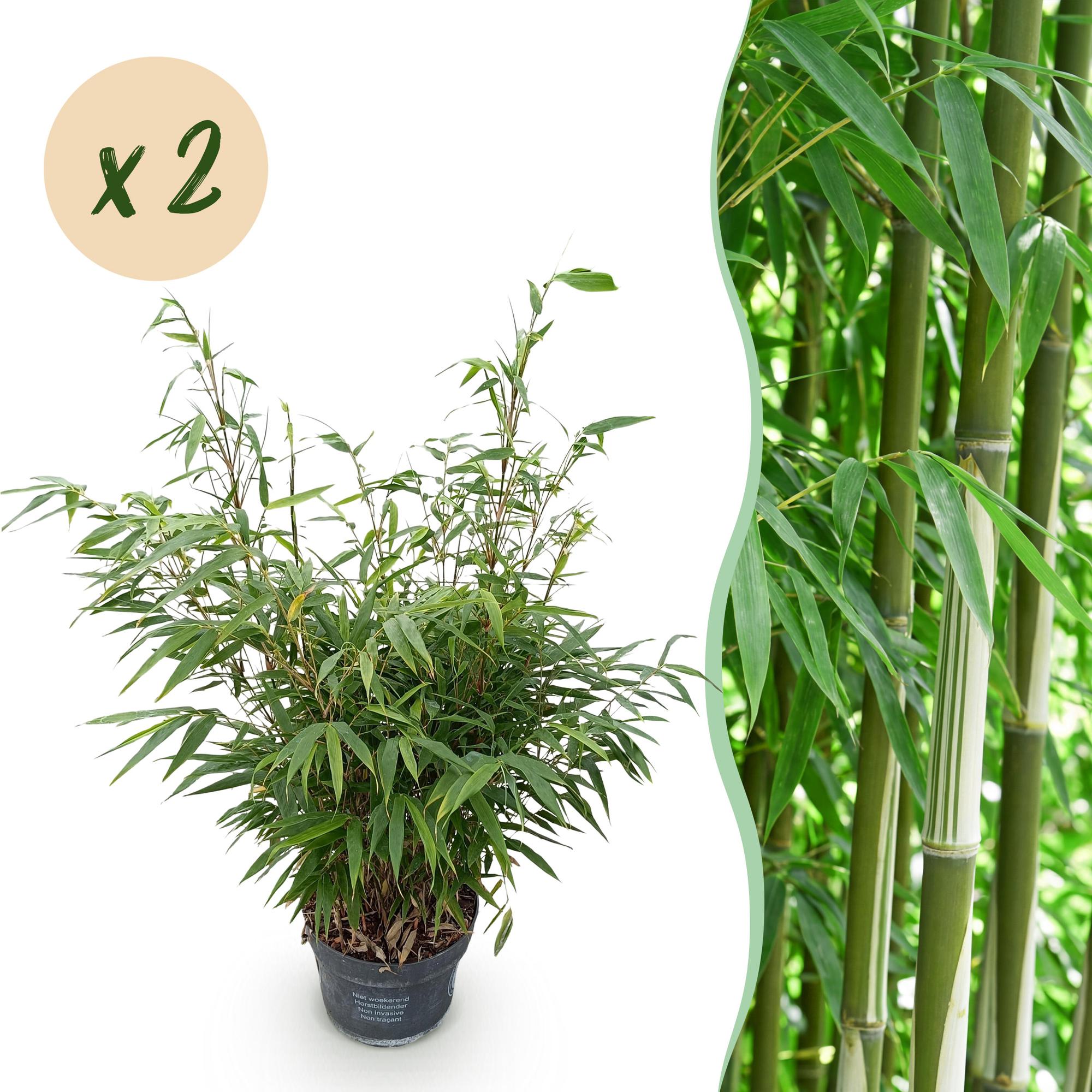 Fargesia robusta Pingwu - Niet Woekerende Bamboe - Bladhoudend - Groen - 2 Planten - Pot 23 cm - Hoogte 80 cm