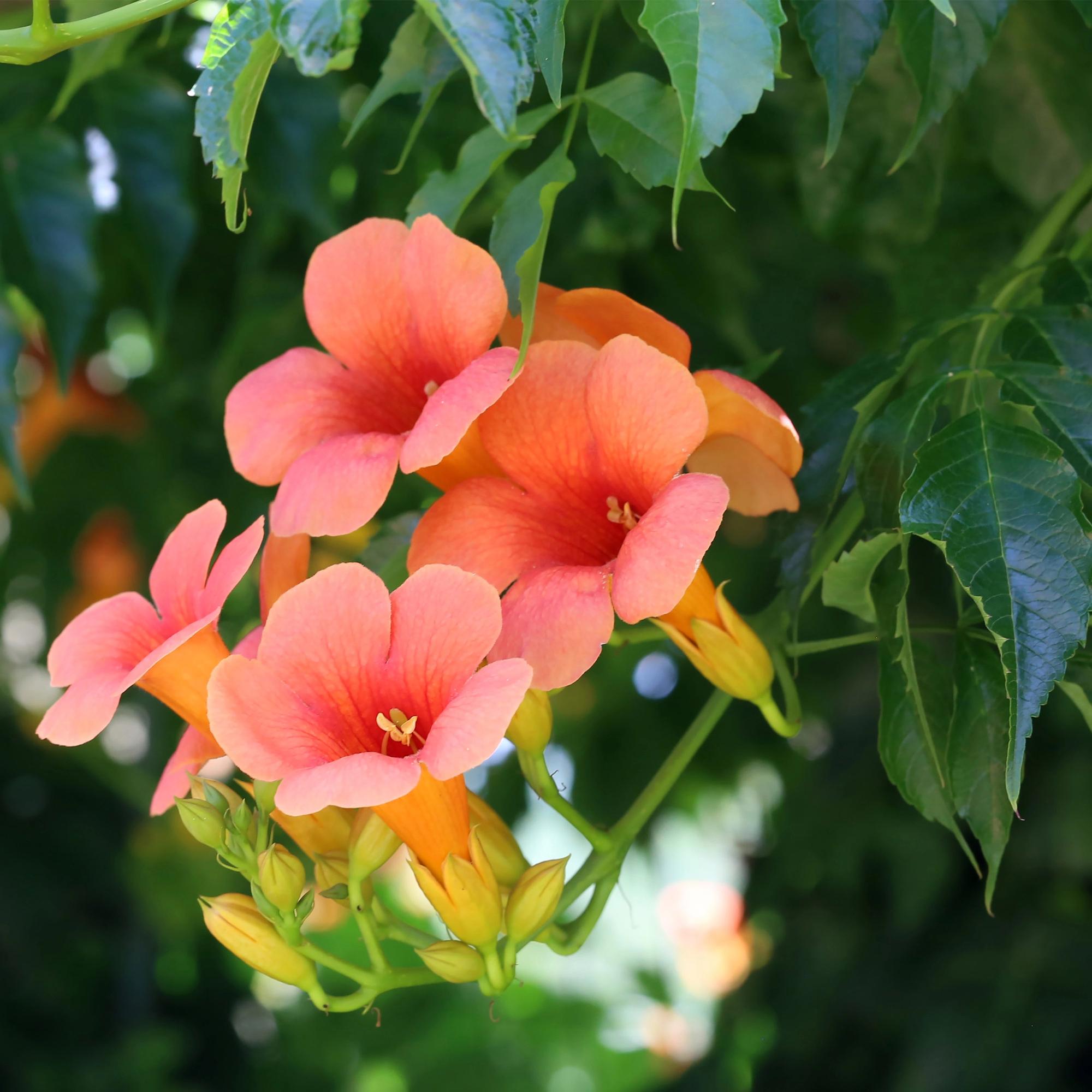 Green boutiQ – Trompetenblume (Campsis radicans Madame Galen) – Orangefarbene Blüte – Pflegeleicht – 2 Pflanzen – Topf: 11 cm, Höhe: 40 cm