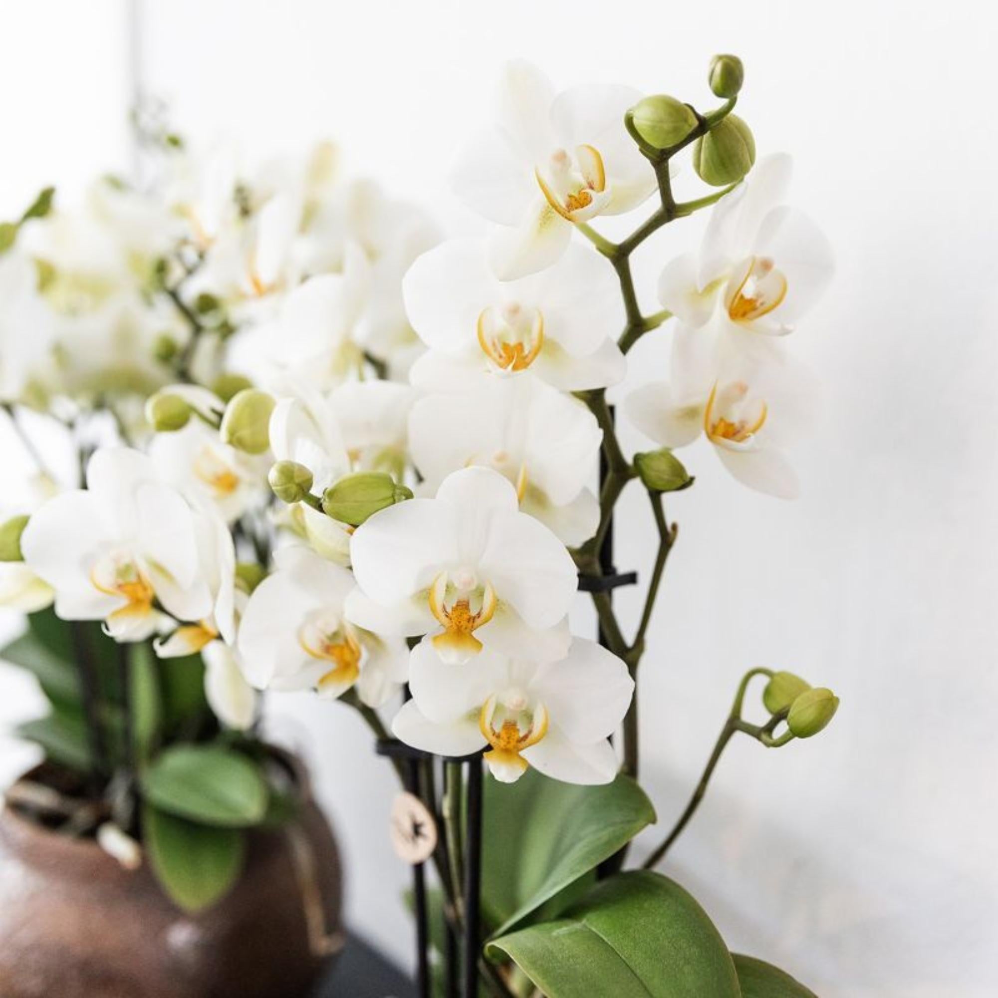 Kolibri Orchideen | Weiße Phalaenopsis-Orchidee, Topfgröße Ø 9 cm | Lausanne | Blühende Zimmerpflanze – frisch vom Züchter