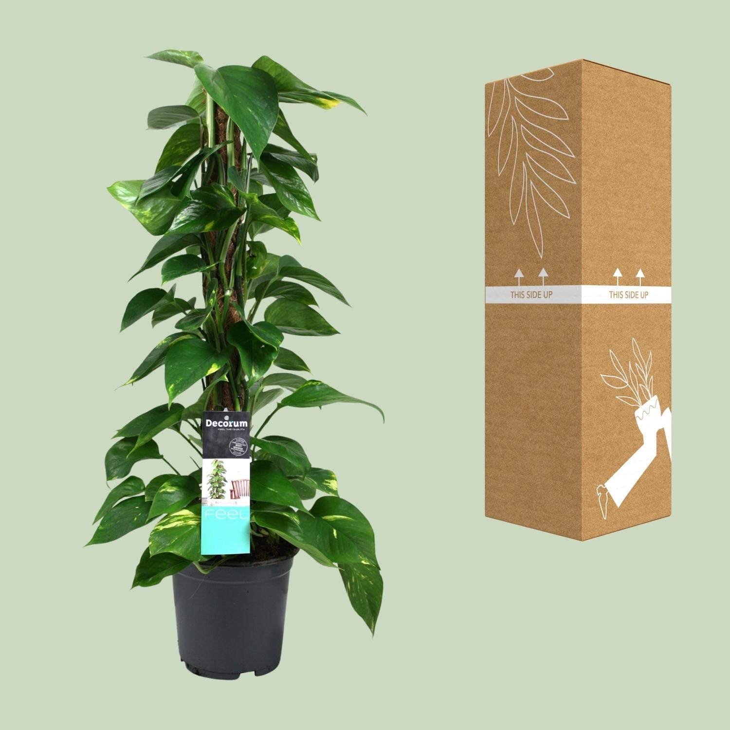 Scindapsus (Epipremnum) - Ø19 cm - ↕80 cm