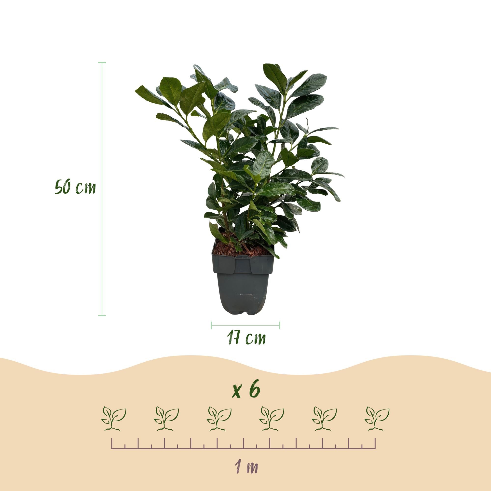 Prunus laurocerasus Etna - blad groen - 6 planten - 1 strekkende meter - groenblijvend - pot 17cm hoogte 50cm