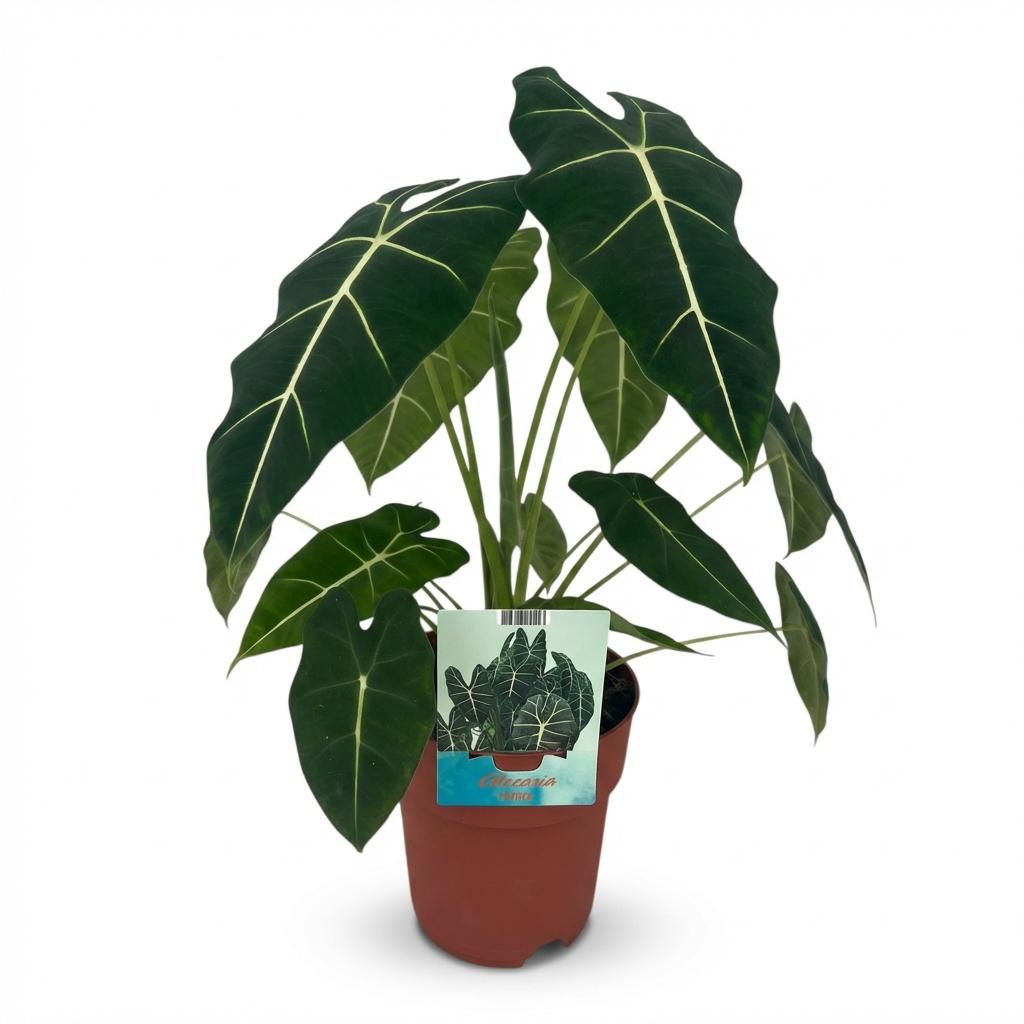 Olifantsoor - Alocasia Frydek - Groen - Weinig onderhoud - 1 Plant - Pot 19cm - Hoogte 60cm
