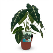 Olifantsoor - Alocasia Frydek - Groen - Weinig onderhoud - 1 Plant - Pot 19cm - Hoogte 60cm