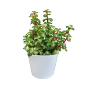 Portulacaria afra mediopicta 10,5cm - in witte pot