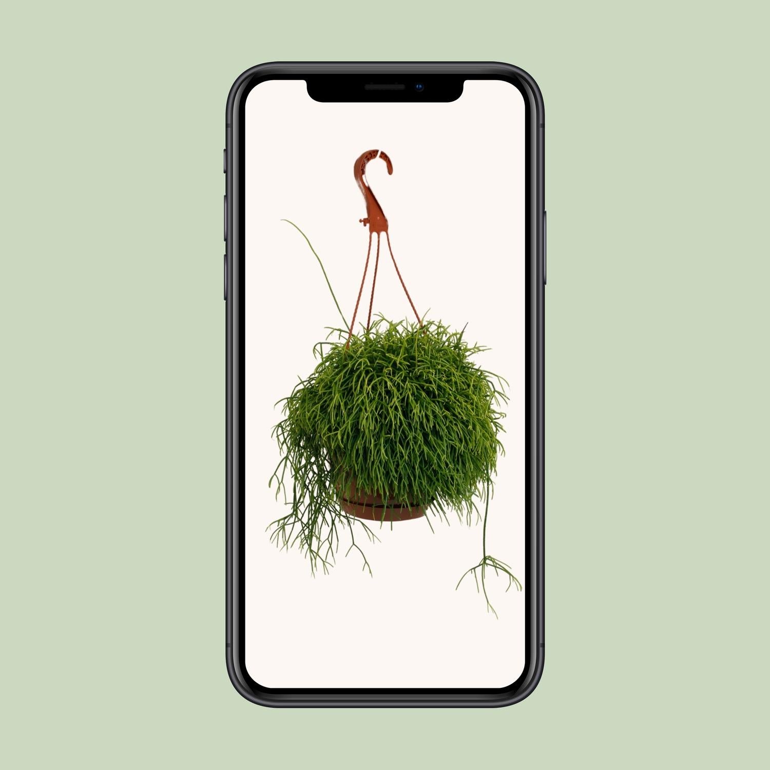 Rhipsalis Cassutha – Ø17cm – ↕45cm