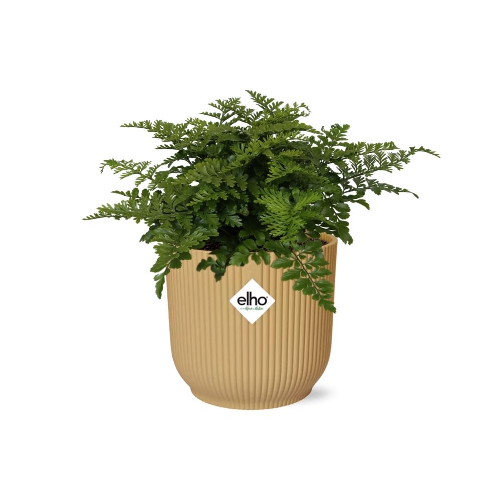 Asplenium Parvati en ELHO Vibes Fold 14cm jaune