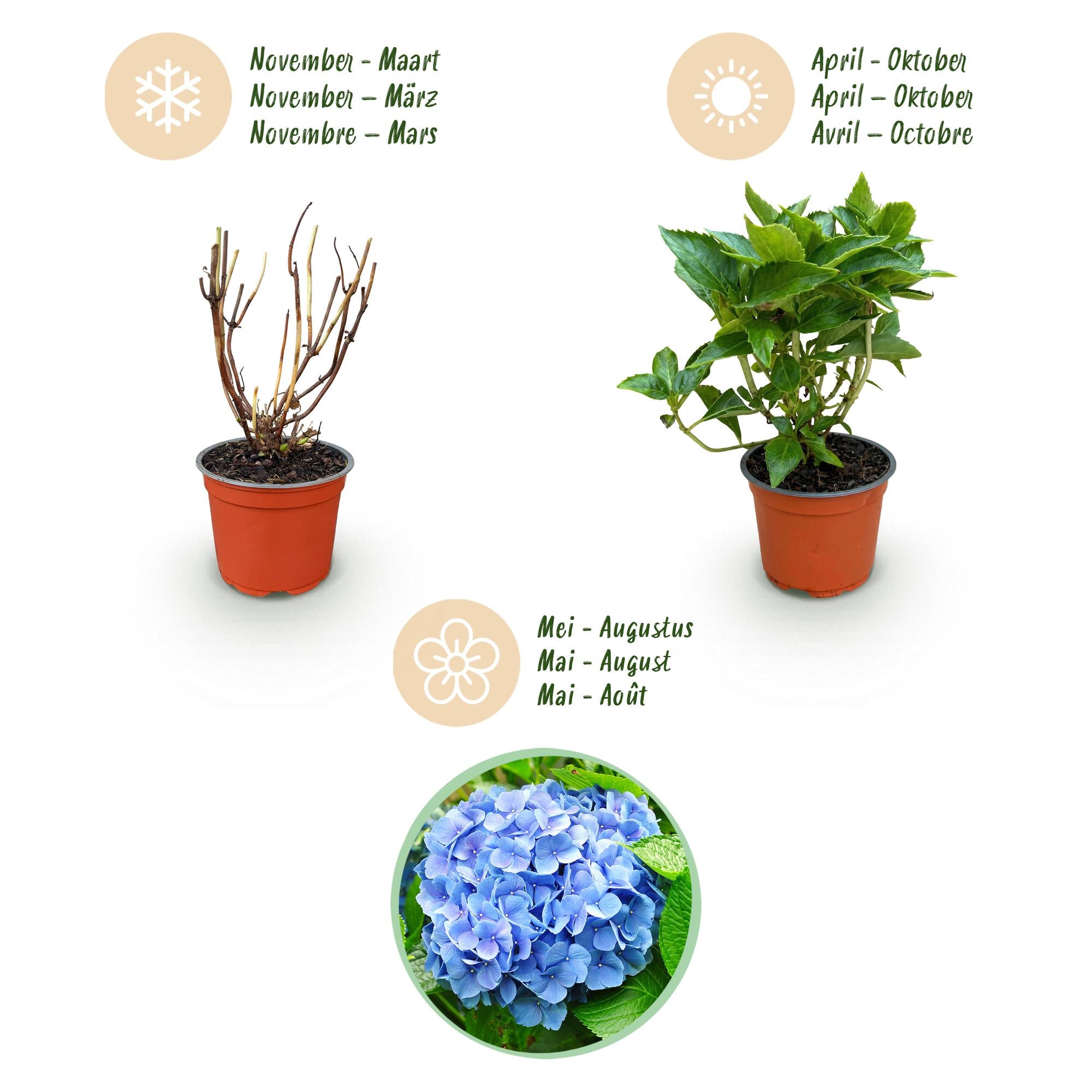 Hydrangea macrophylla Blauw - Hortensia - Winterhard - Blauw - 1 Plant - Pot 12cm - Hoogte Hoogte 20-30cm