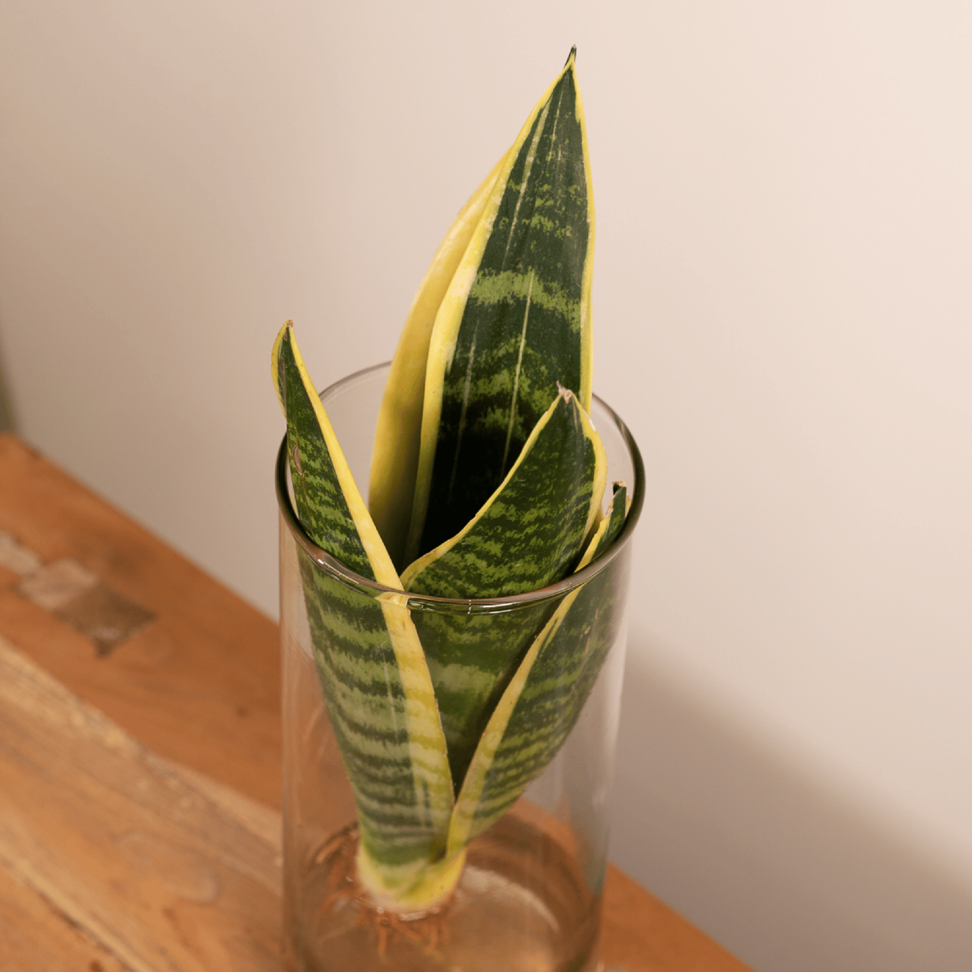 Sansevieria im Zylinderglas – Ø 12 cm – ↕ 30 cm