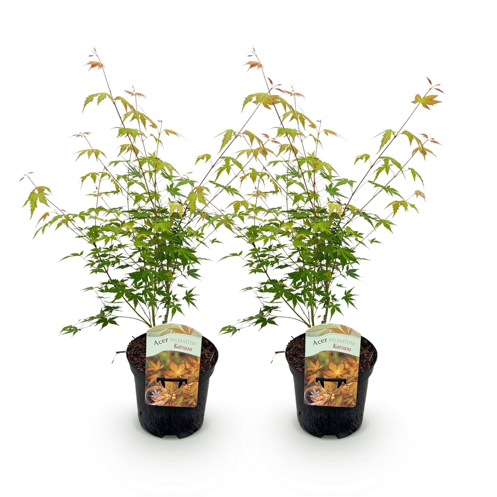 Green boutiQ – Terrassenpflanze – Japanischer Ahorn (Acer palmatum Katsura) – Orange – 2 Pflanzen – Laubabwerfend – Topf 19 cm, Höhe 70 cm