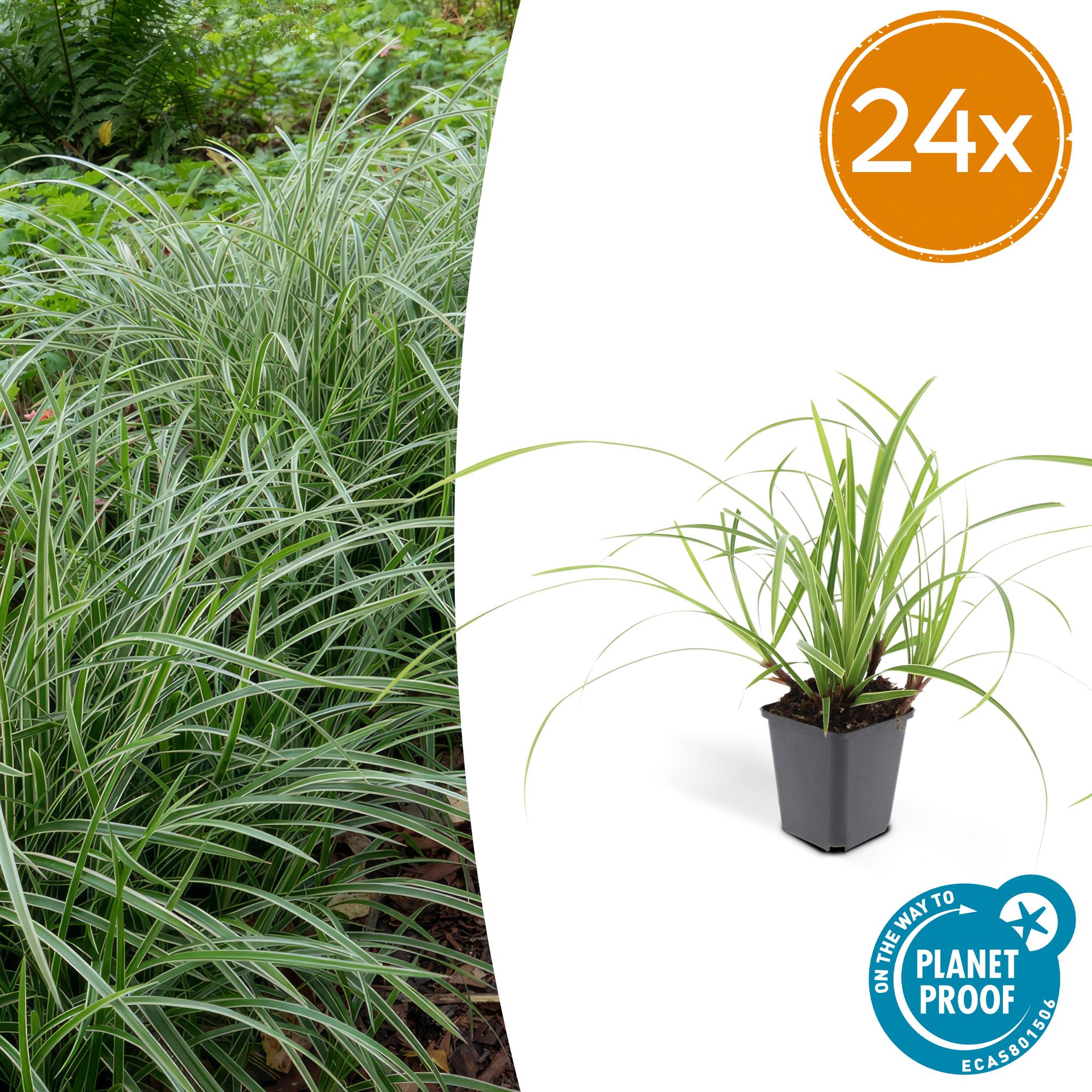 24 Carex morrowii 'Ice Dance' - ↕10-25cm - Ø9cm