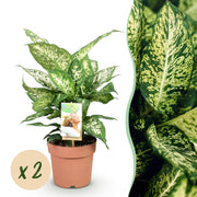 Diefenbachia Compacta - Weinig onderhoud - Groen - 2 Planten - Pot 17cm - Hoogte 45-50cm