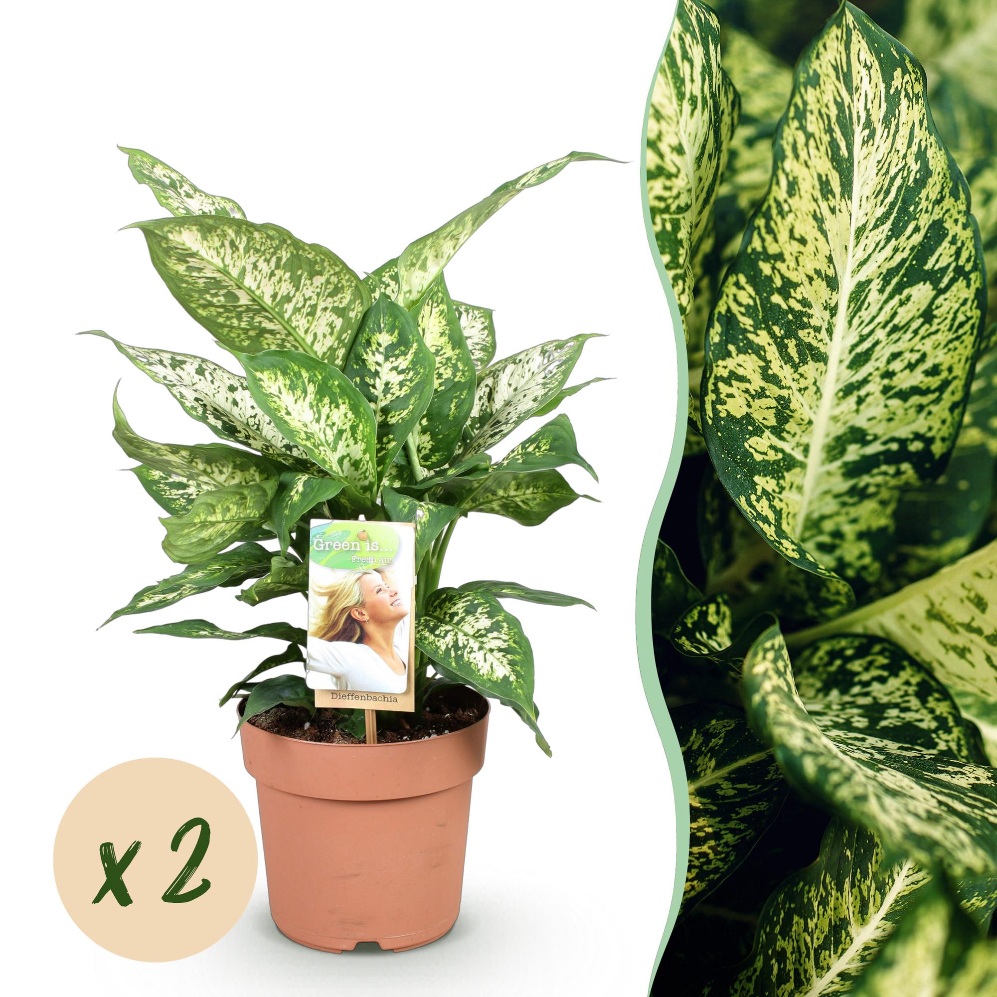 Diefenbachia Compacta - Weinig onderhoud - Groen - 2 Planten - Pot 17cm - Hoogte 45-50cm