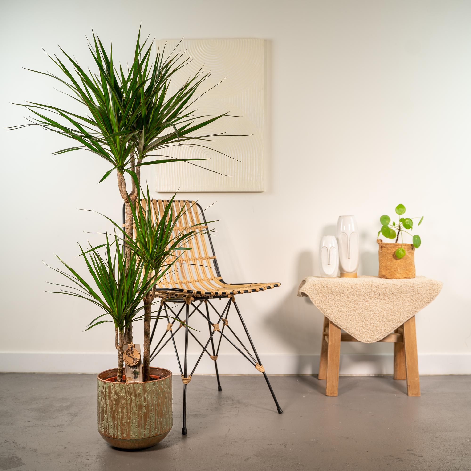 Dracena con vaso - ↨120cm - Ø21cm