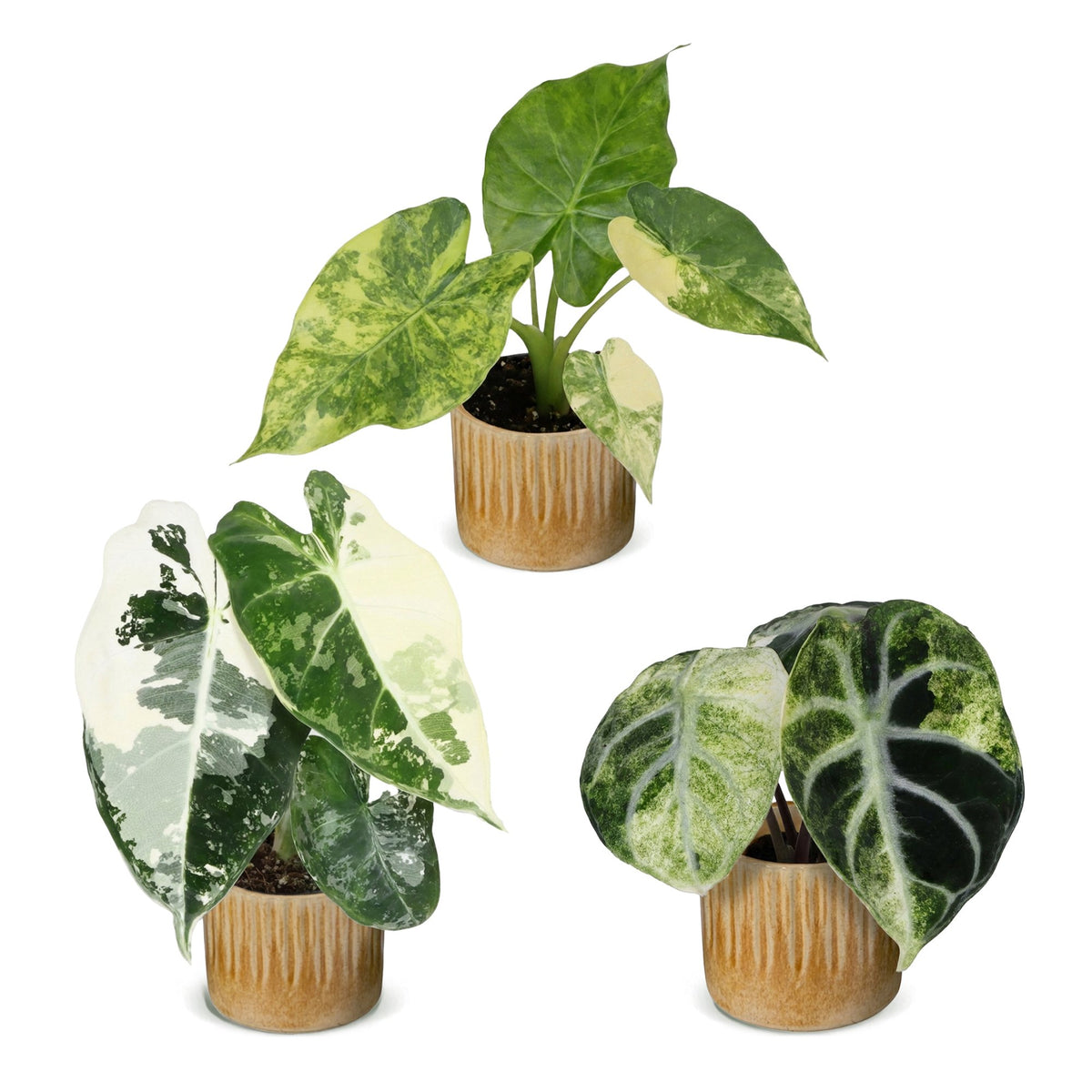 Baby Alocasia Tricolour Variegata 3x - Groen - Zwart - Variegata - Tropisch - incl. Linnea Honey - Ø6cm - ↕5-15cm
