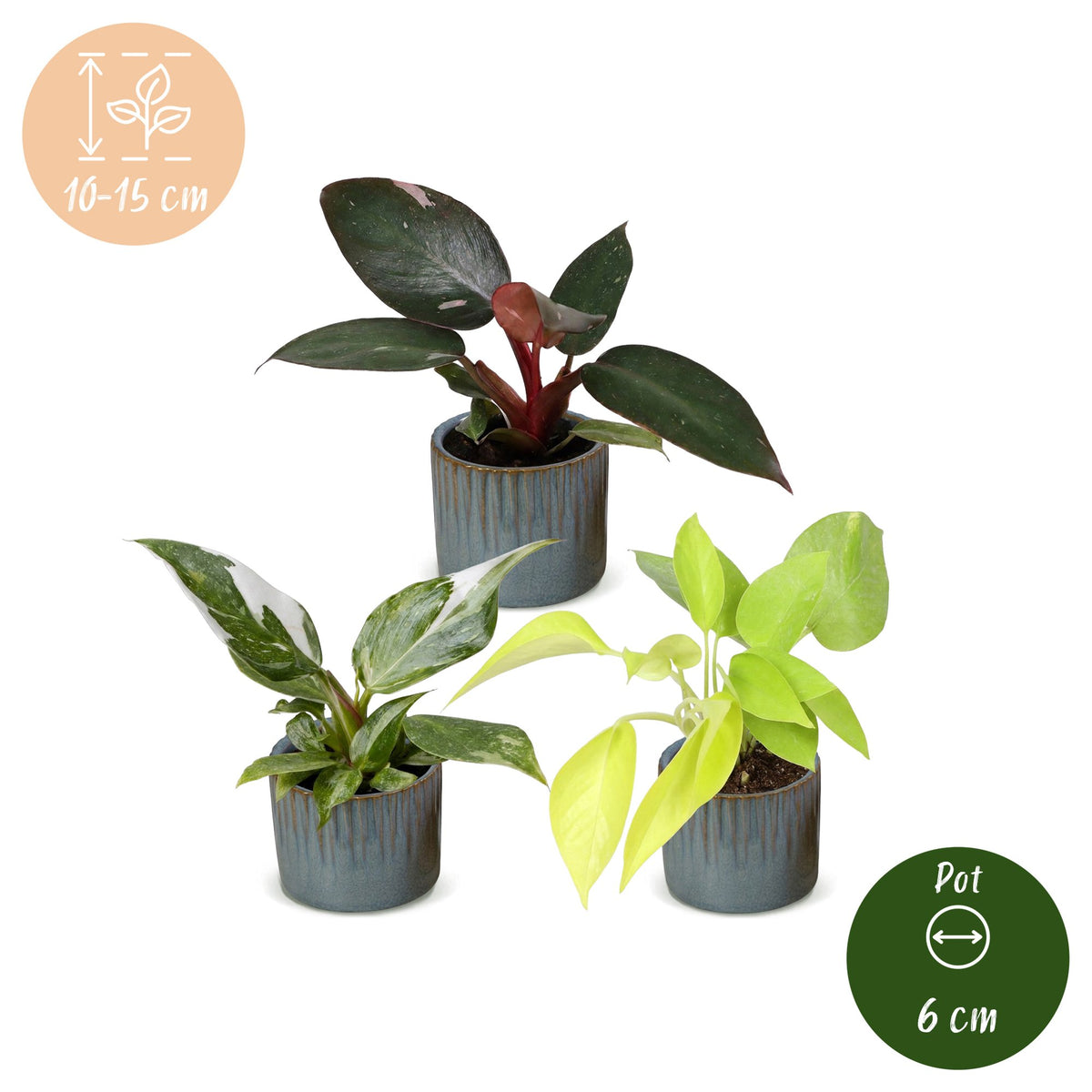Baby Philodendron Tricolour 3x - Wit - Roze - Geel - Groen - Tropisch - incl. Linnea Misty Blue - Ø6cm - ↕10-15cm